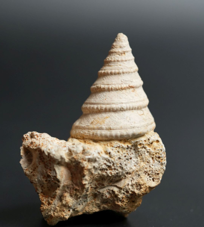 Pleurotomaria mutabilis | Bathonium | Port-en-Bessin