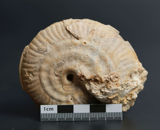 Strigoceras truelli | Bathonium | Port-en-Bessin