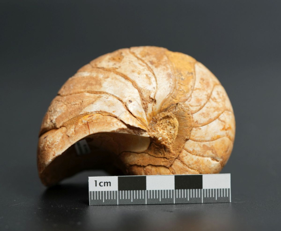 Cenoceras inornatum | Bajocium | Caen