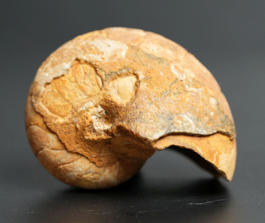 Cenoceras inornatum | Bajocium | Caen