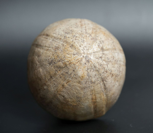 Conoclypus conoideus | Eozän | St. Pankratz