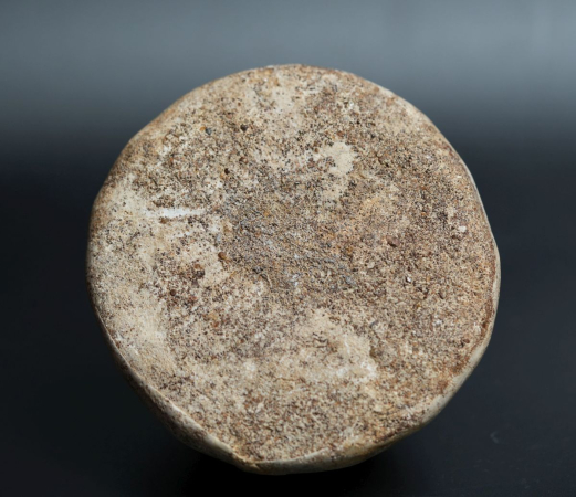 Conoclypus conoideus | Eozän | St. Pankratz