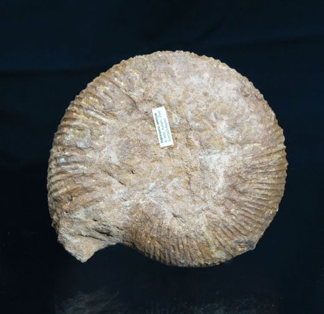 Stephanoceras sp. | Bajocium | Auerbach