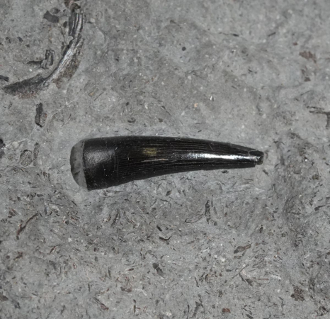 Steneosaurus sp. | Toarcium | Ohmden