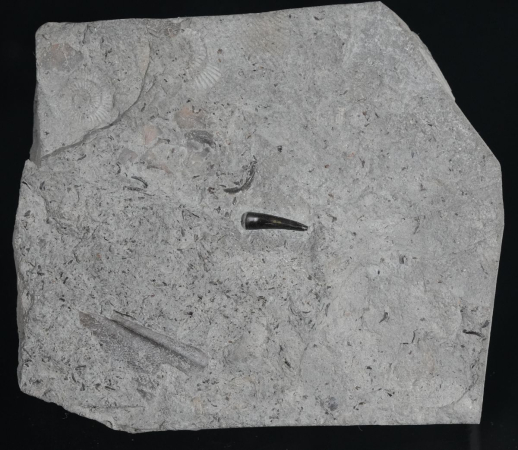 Steneosaurus sp. | Toarcium | Ohmden