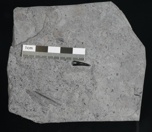 Steneosaurus sp. | Toarcium | Ohmden