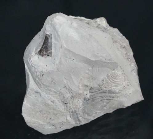 Temnodontosaurus sp. | Toarcium | Ohmden