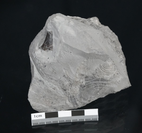 Temnodontosaurus sp. | Toarcium | Ohmden