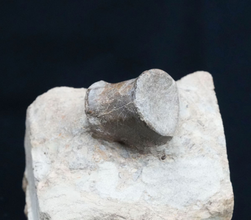 Nothosaurus sp. | Ladinium | Rems-Murr-Kreis