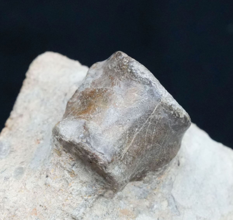 Nothosaurus sp. | Ladinium | Rems-Murr-Kreis