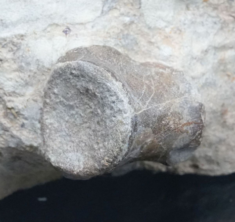 Nothosaurus sp. | Ladinium | Rems-Murr-Kreis