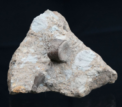 Blezingeria + Nothosaurus | Ladinium | Rems-Murr-Kreis