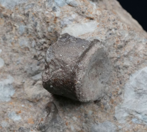 Blezingeria + Nothosaurus | Ladinium | Rems-Murr-Kreis