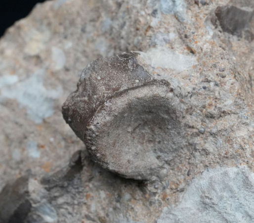 Blezingeria + Nothosaurus | Ladinium | Rems-Murr-Kreis