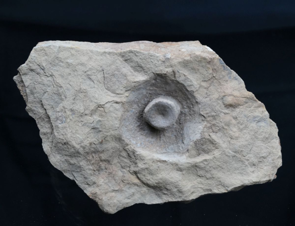 Blezingeria ichthyospondyla | Ladinium | Rems-Murr-Kreis