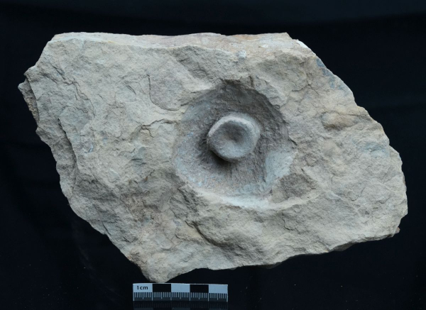 Blezingeria ichthyospondyla | Ladinium | Rems-Murr-Kreis