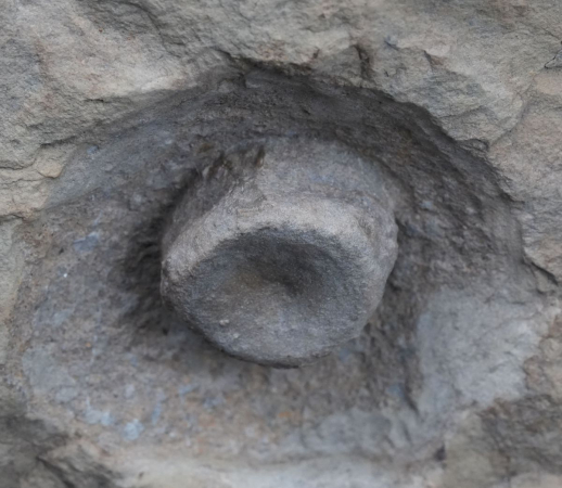 Blezingeria ichthyospondyla | Ladinium | Rems-Murr-Kreis