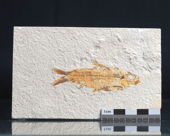 Knightia sp. | Green River Fm. | Wyoming