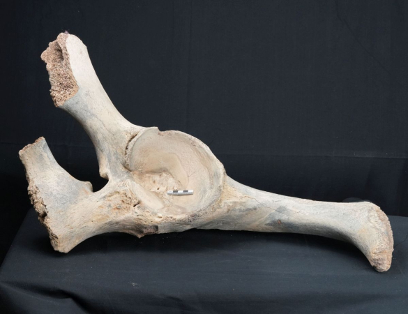 Mammuthus primigenius | Pleistozän | Oberrhein
