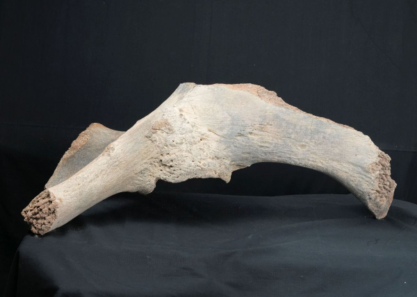 Mammuthus primigenius | Pleistozän | Oberrhein