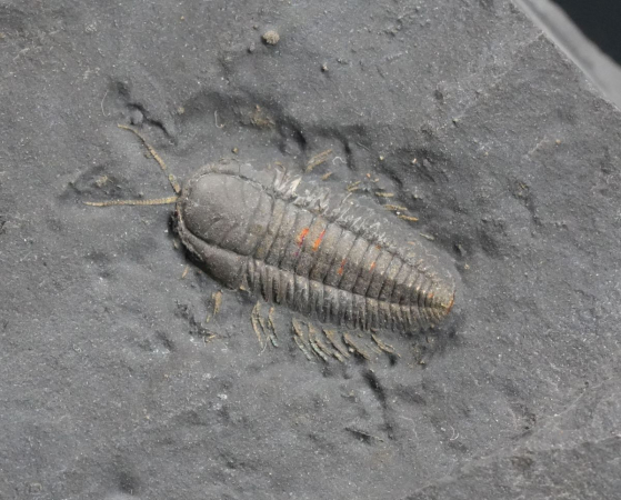 Triarthrus eatoni | Ordovizium | Beecher's Trilobite Bed