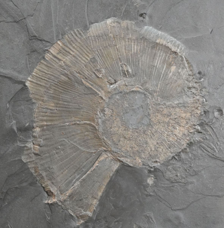 Lytoceras sp. | Toarcium | Holzmaden