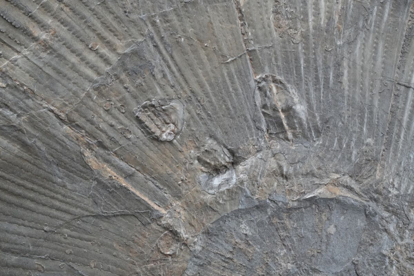 Lytoceras sp. | Toarcium | Holzmaden