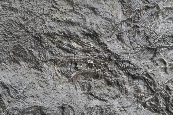 Pentacrinus sp. | Toarcium | Dotternhausen