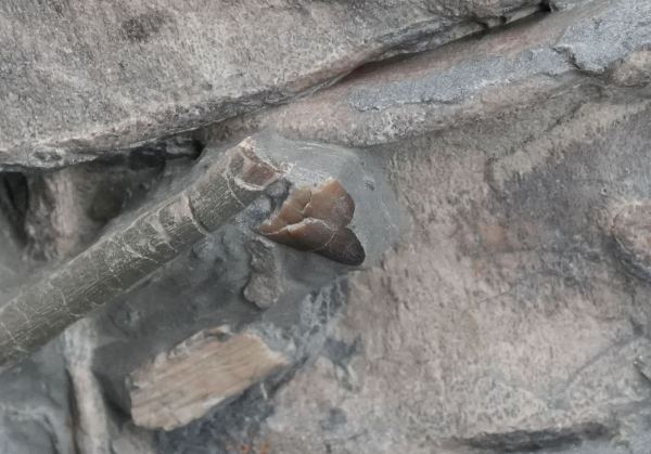 Stenopterygius sp. | Toarcium | Holzmaden
