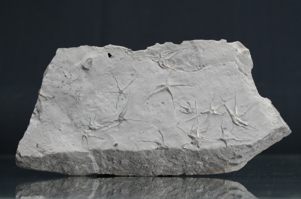 Ophiopinna elegans | Callovium | La Voulte