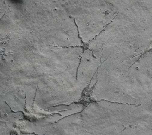 Ophiopinna elegans | Callovium | La Voulte