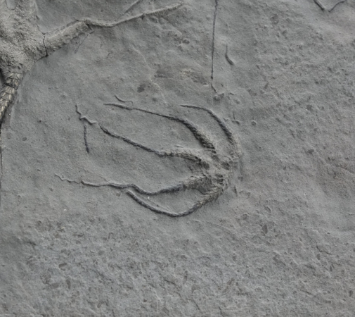 Ophiopinna elegans | Callovium | La Voulte