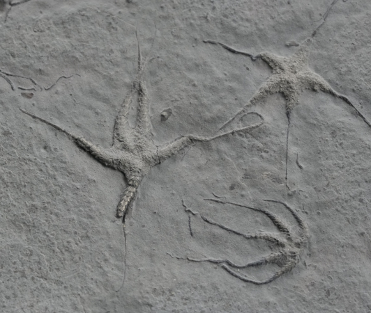 Ophiopinna elegans | Callovium | La Voulte