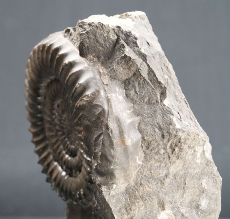 Arietites sp. | Sinemurium | Baden-Württemberg
