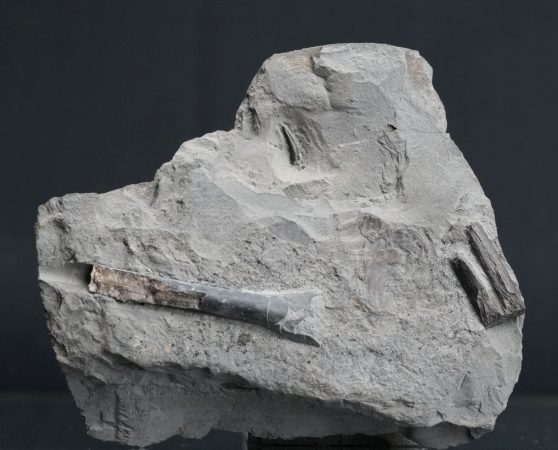 Steneosaurus sp. | Toarcium | Ohmden