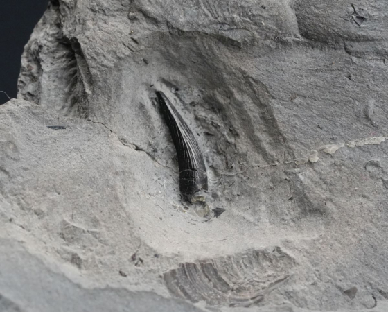 Steneosaurus sp. | Toarcium | Ohmden