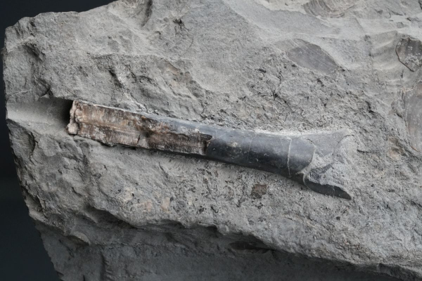 Steneosaurus sp. | Toarcium | Ohmden