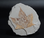 Acer cappadocium | Pliozän | Willershausen