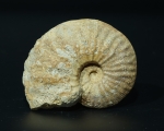 Phlycticeras giganteum | Callovium | Pas-de-Jeu