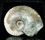 Platylenticeras latum | Valanginium | Gronau, Ziegelei Gerdemann