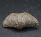 Cyrtospirifer verneuilli - Mitteldevon - Belgien