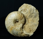 Cenoceras mit Acanthopleuroceras | Jura | Fresney-le-Puceux