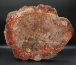 Versteinertes Holz | Obere Trias | Arizona