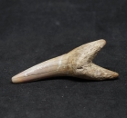 Carcharias acutissima | Eozän | Balegem, Belgien