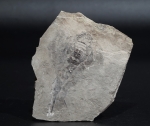 Eurypterus tetragonophthalmus | Silur | Ukraine