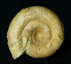 Stephanoceras sp. | Bajocium | Etterville