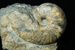 Cenoceras sp. | Sinemurium | Bisingen