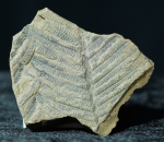 Pecopteris sp. | Perm | Hinzweiler